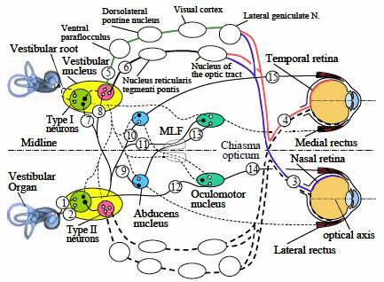 research_image_zhang2013a.jpg